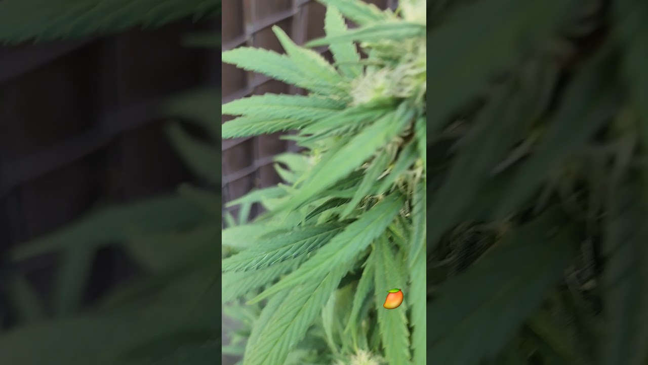 Pink Mango Kush #mangokush #shorts #shortvideo #short