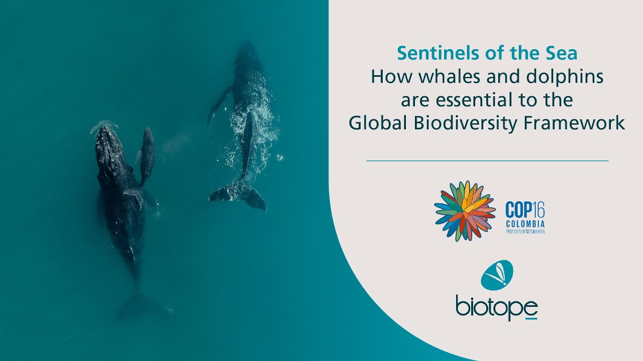 Sentinels of the Sea - How whales and dolphins are essential to the Global Biodiversity Framework