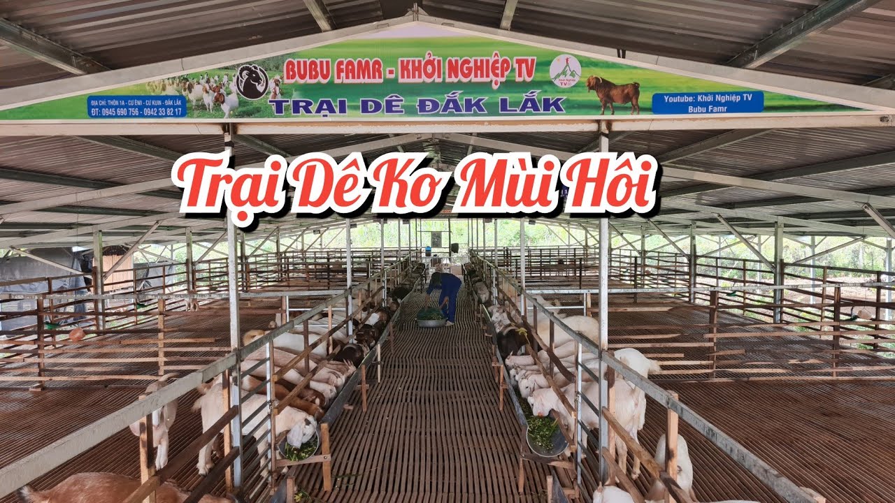 BuBu Farm -Trại Dê Có Nhiều Cải Tiến Đáng Xem | Khởi nghiệp TV