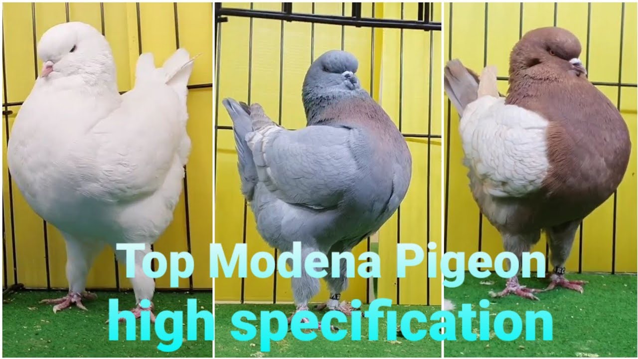 Top Modena Pigeon high specification For : Mr. Damon Pownell