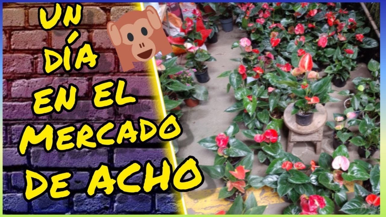 😱 VISITANDO EL MERCADO DE ACHO/plantas de colección y decoración/jardines MEYIPS/🌎🌱