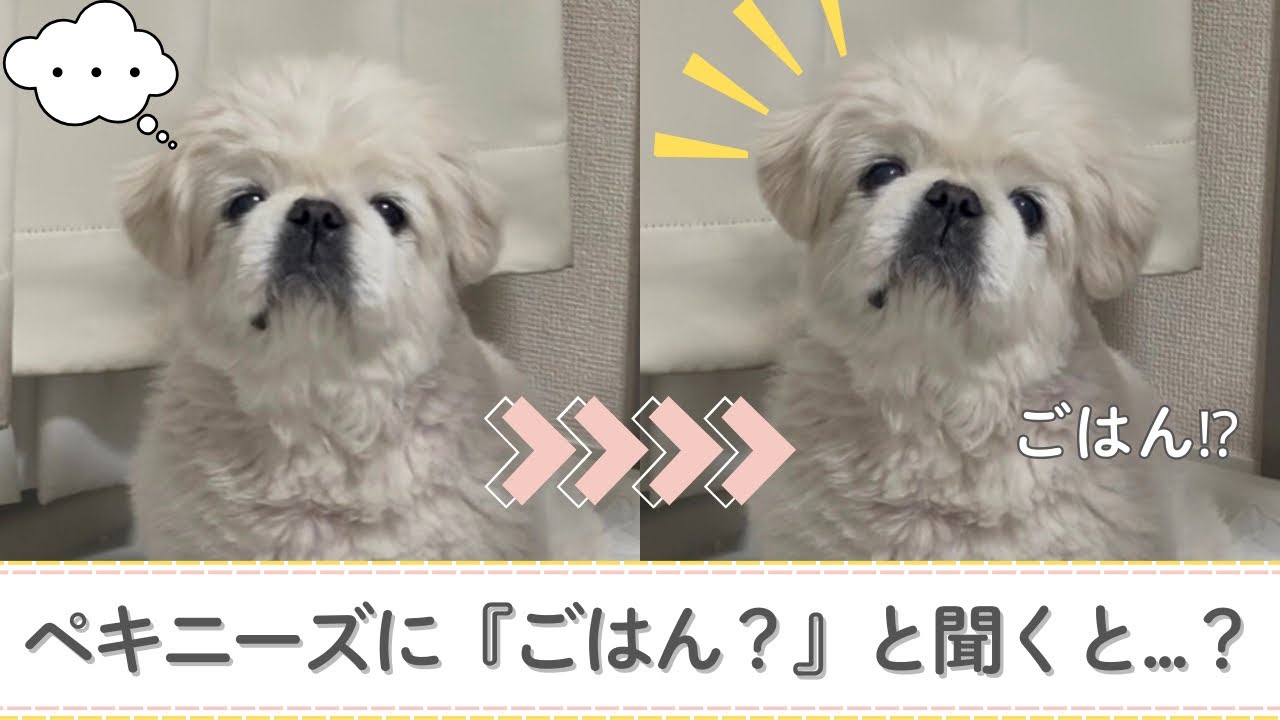 『ごはん』に反応するペキニーズ