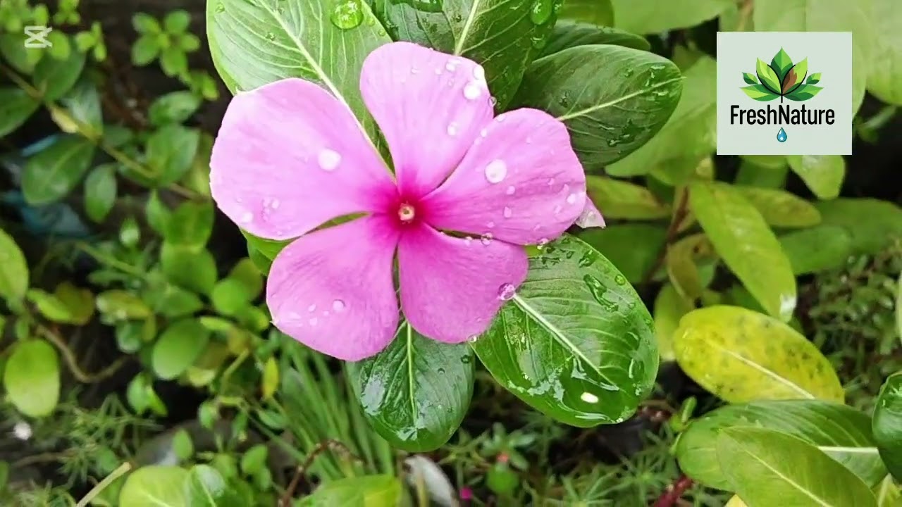 FreshNature | Beautiful Madagascar Periwinkle (Nayantara) Flower 🌸