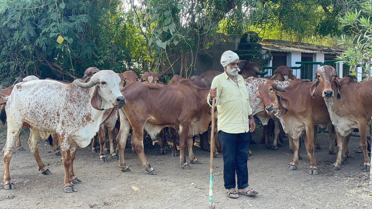 Jasdan bapu ki gaushala 