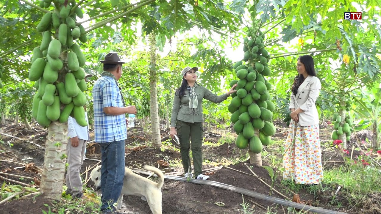 AGRICULTURE/កសិកម្ម : ចម្ការល្ហុងការ៉ុត គន្ធាល្ហុងទុំធម្មជាតិ ( Kunthea Natural Carrot Papaya Farm)