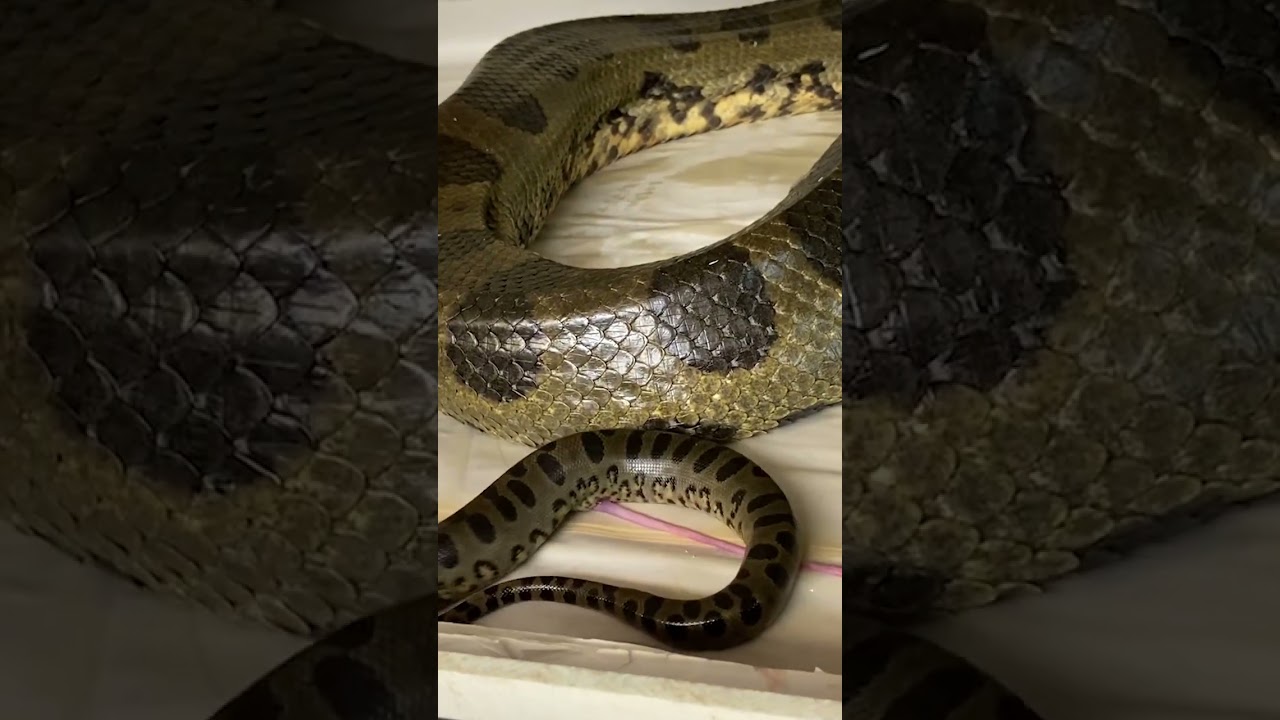 Live Birth Of Baby Anacondas