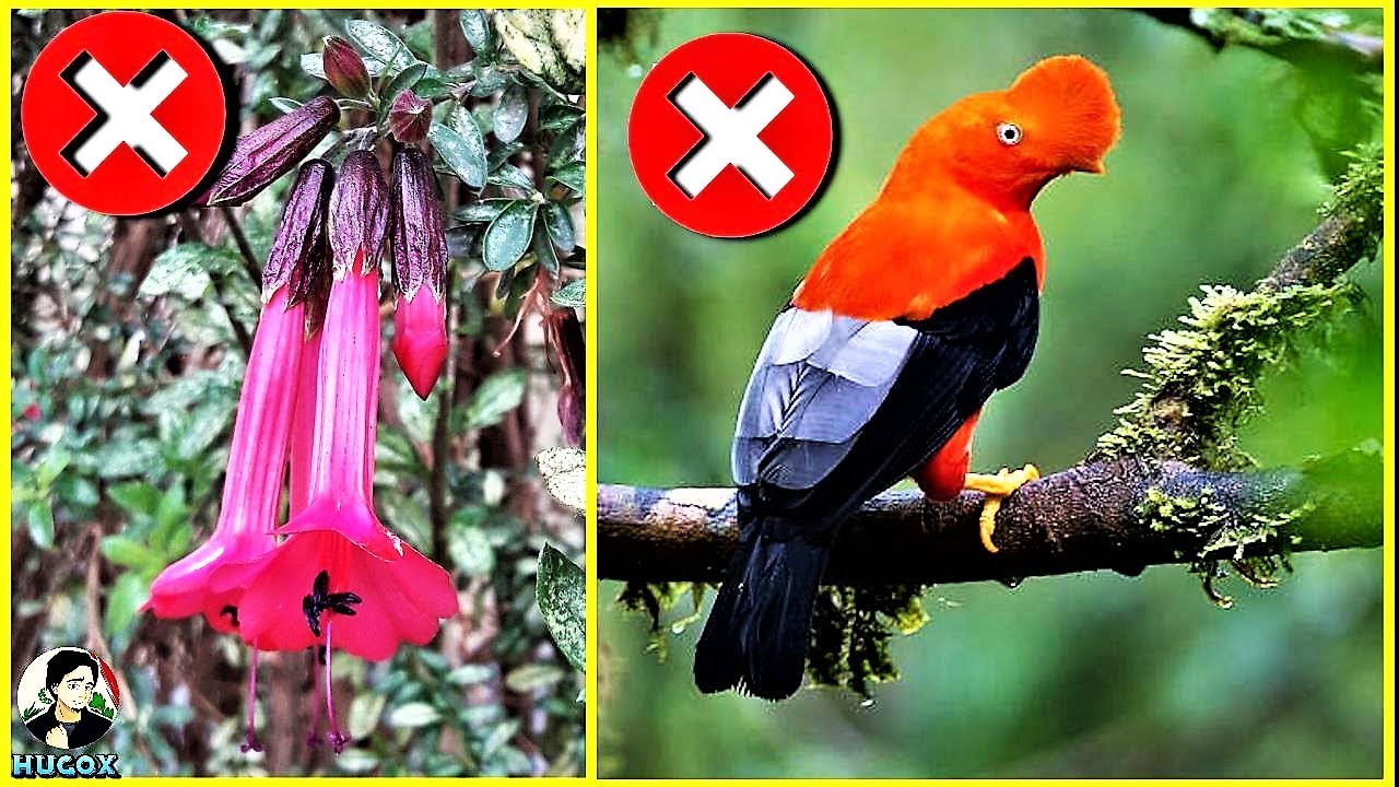 🇵🇪¿Y SI EL PERÚ NUNCA TUVO AVE 🐦 NI FLOR 🌸 NACIONAL?