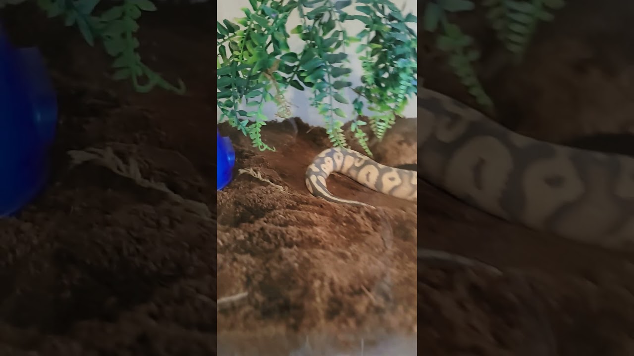New ball python cage setup