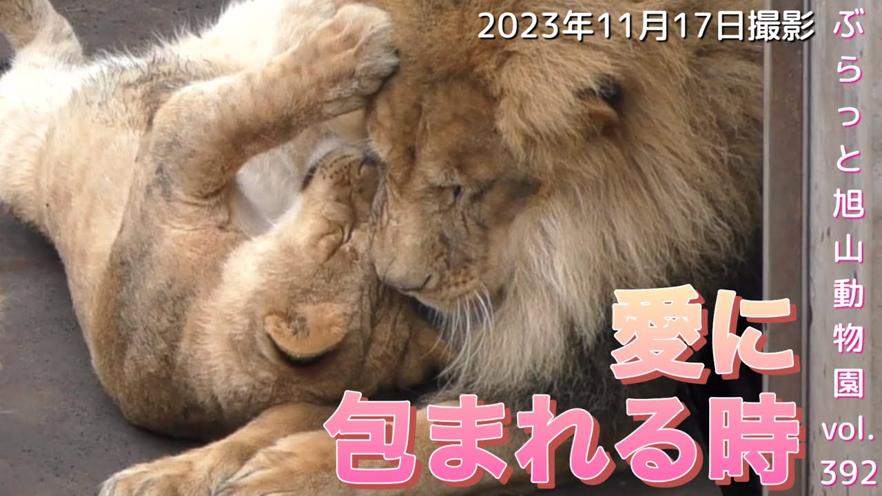 《旭山動物園ライオン＆トラ》オリトファミリー/やんちゃオリトの鼻から○が！ほっこりな姿にキュンvol392/Too naughty, from the lion's nose＆funny Tiger