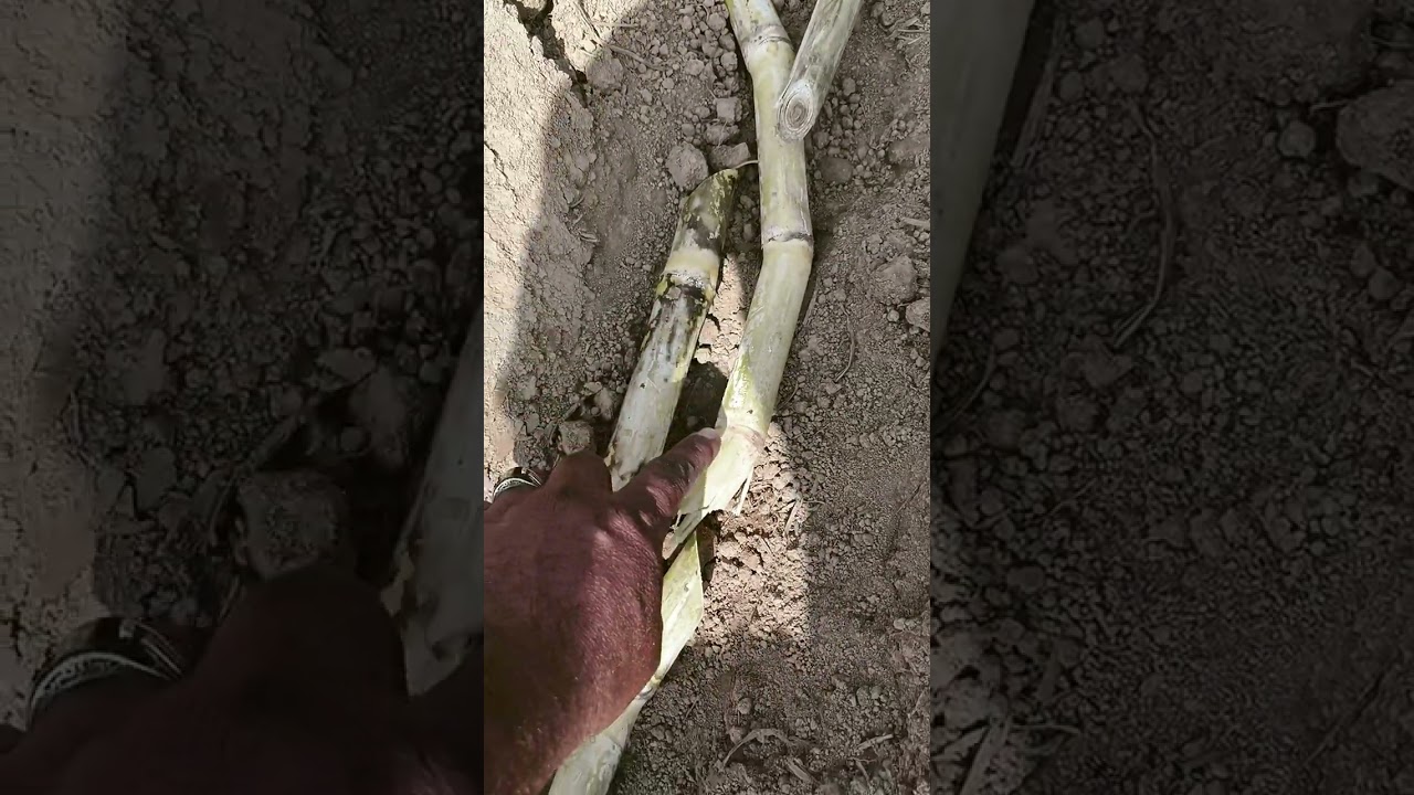 sugarcane & canola intercroping cultivation method fertilizer plane & land preparing گنا کنیولہ کاشت