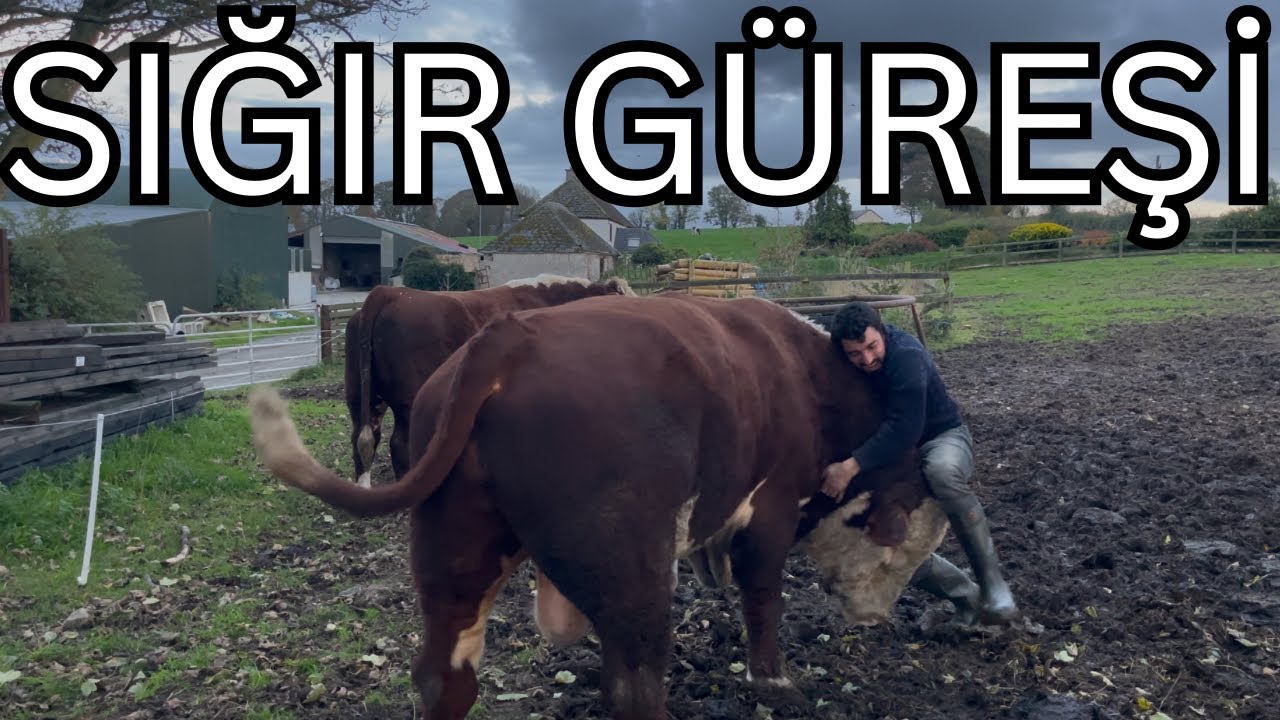 Meydanı Boş Bulan Sığırlar G&uuml;reşe Durdu, Sonunda Dostluk Kazandı.
