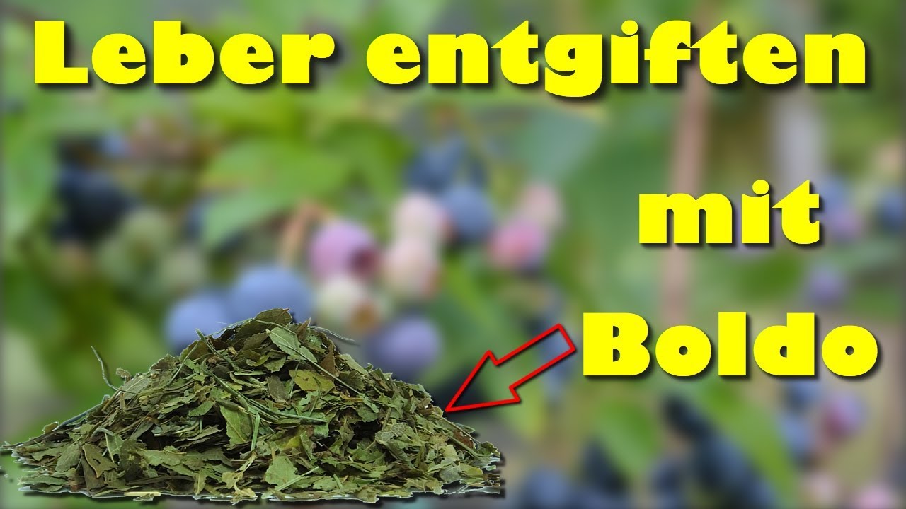 Die Leber entgiften mit Boldo