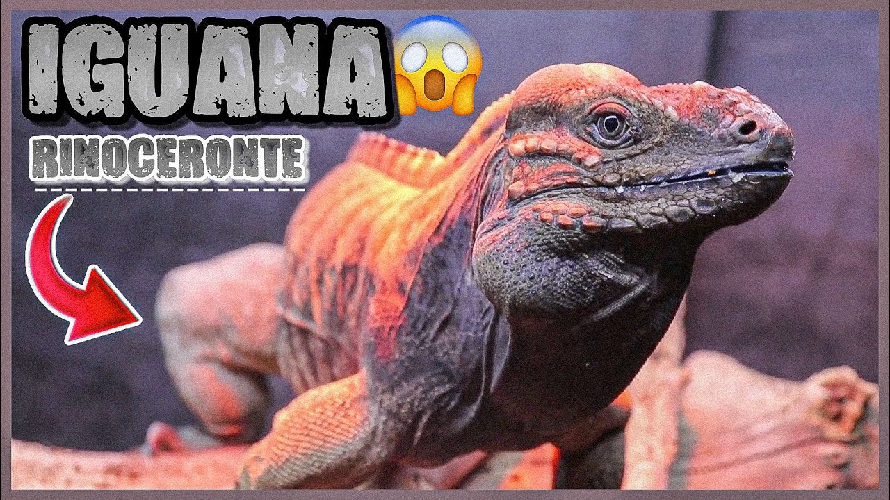 IGUANA RINOCERONTE La Nueva Integrante De AssadExotics