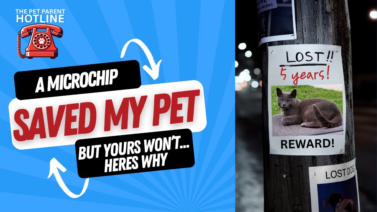A Microchip Brought My Cat Home After 5 Years, But Yours Might Not