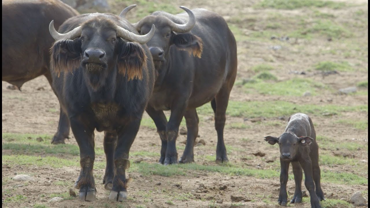 Newborn Cape Buffalo Mingles with Herd