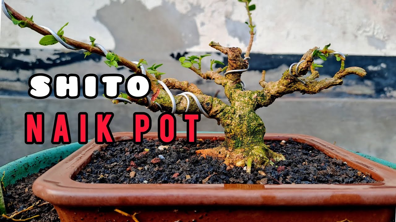 Penggantian pot pada bonsai sancang shito.