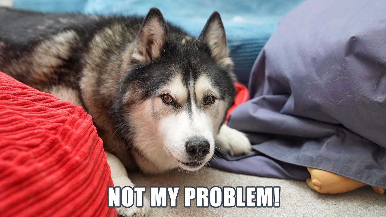 Told My Husky To Choose Which Beanbag To Go!