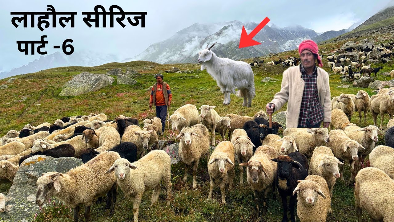 गलेशियर के साय में भरमौरी गद्दी चरवाहों की जिंदगी | चार दिन से लापता बकरी 😭और जंगली दरिंदों का डर 😱 