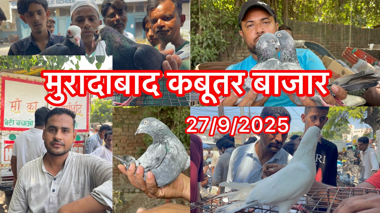 ईदगाहा मुरादाबाद कबूतर बाजार Edgha moradabad Kabootar market 27/9/2025 Kabutar market today 