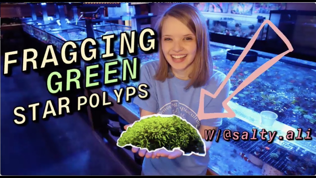 HOW to FRAG Green Star Polyps (GSP) with Salty Ali