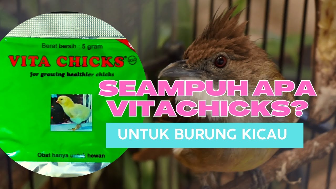 SEAMPUH APA VITA CHICKS UNTUK BURUNG KICAU ???