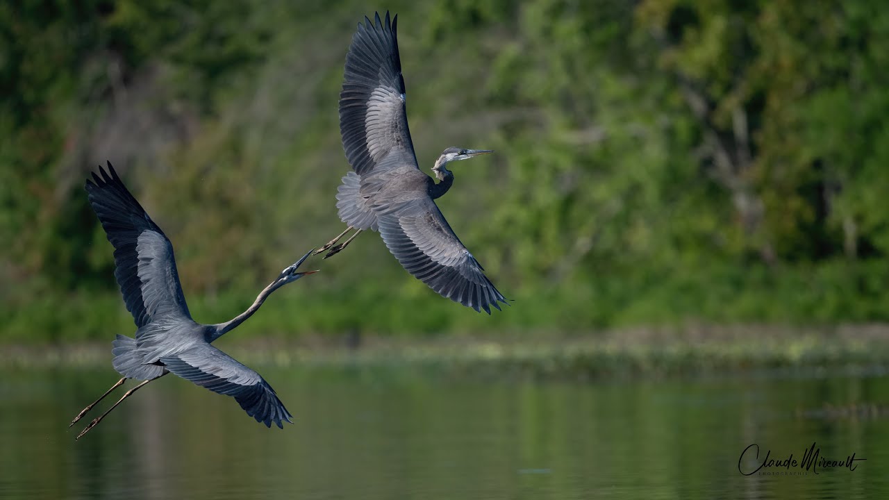 Grand Héron au vol / Great Blue Heron in flight