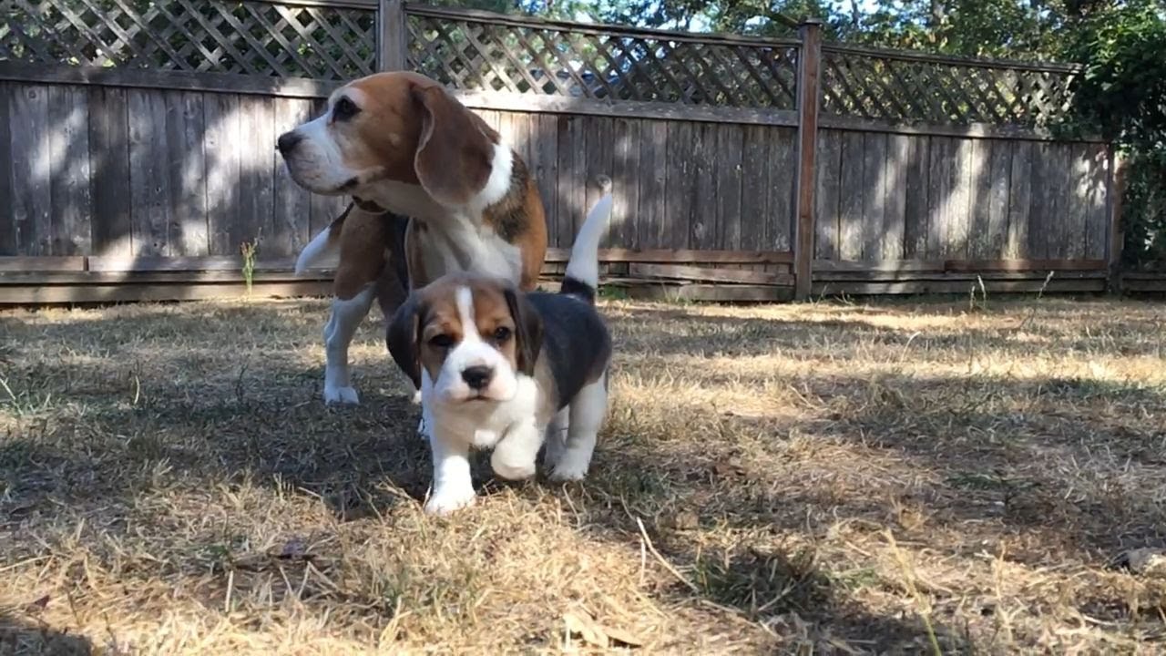 Picking a Confident Puppy 