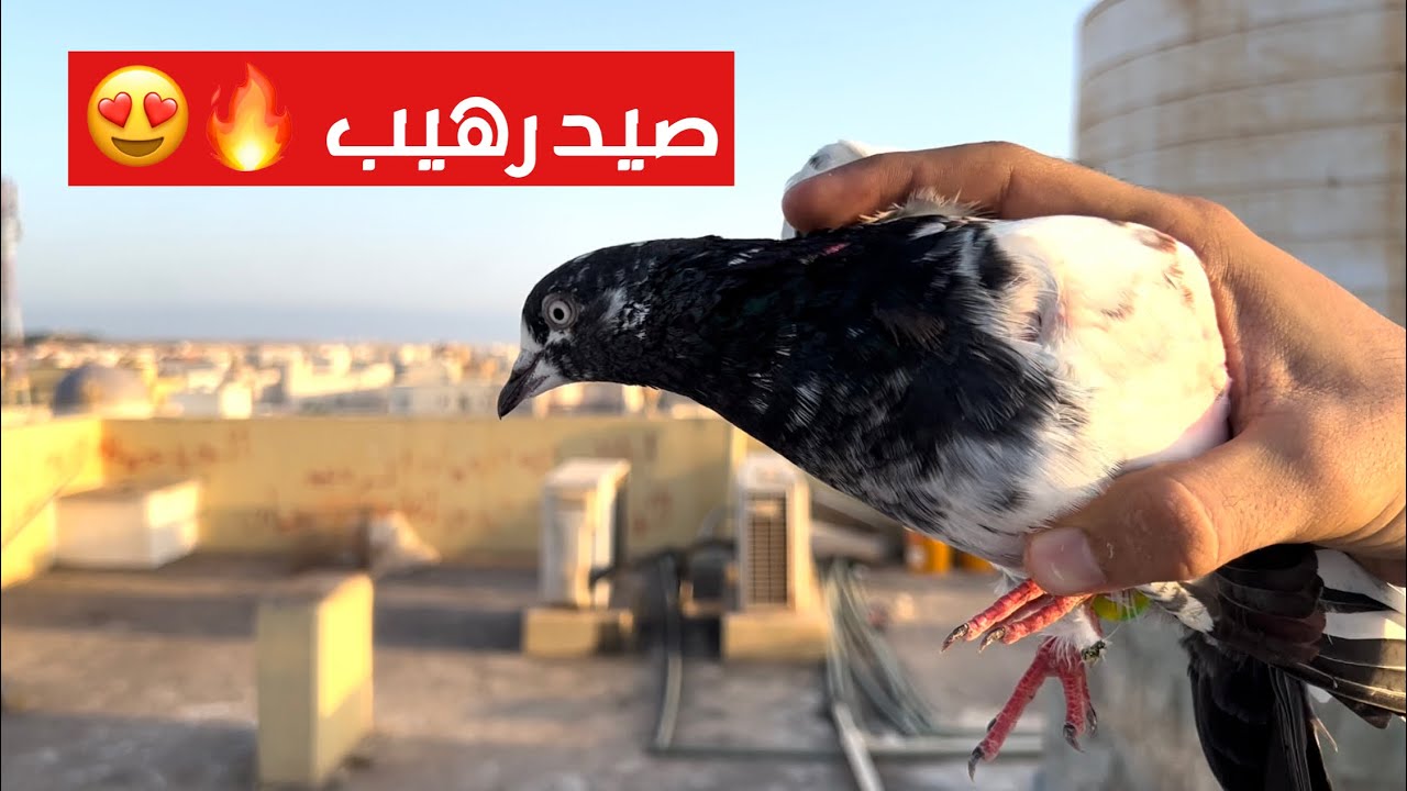 صدنا طير باكستاني 😱🕊 رهييييب 🔥😍