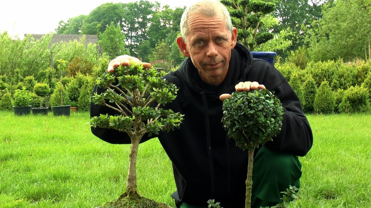 Buxus Buchsbaum Boxwood Stämmchen schneiden cutting