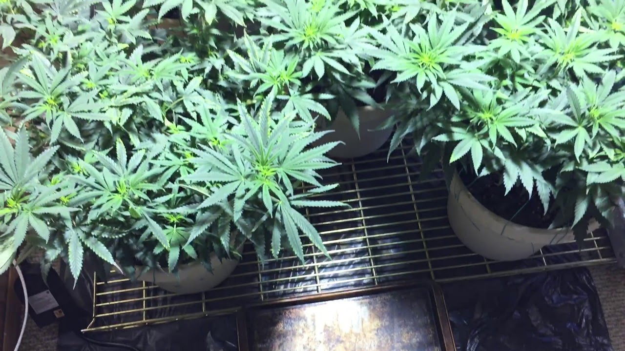 Grow 420 Show: Stages of flowering. Week 1 Flower Holy Grail Kush