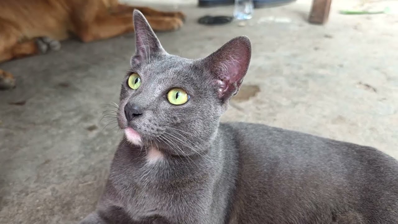 Daily life of cat 🐈🐈‍⬛🐈‍⬛🐈🐈🐈🐈‍⬛🐈‍⬛🐈‍⬛ #viral #shorts #subscribe #usa #love 