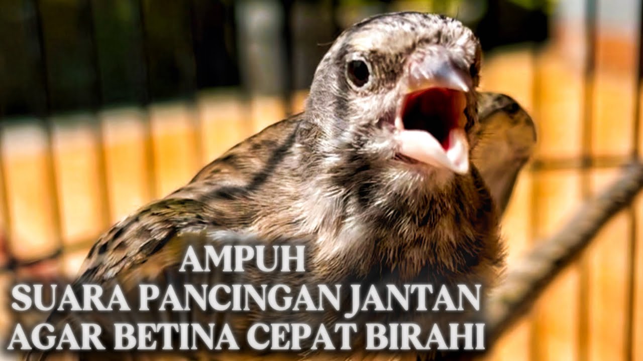 SUARA PANCINGAN BLACKTHROAT JANTAN AGAR BETINA CEPAT BIRAHI