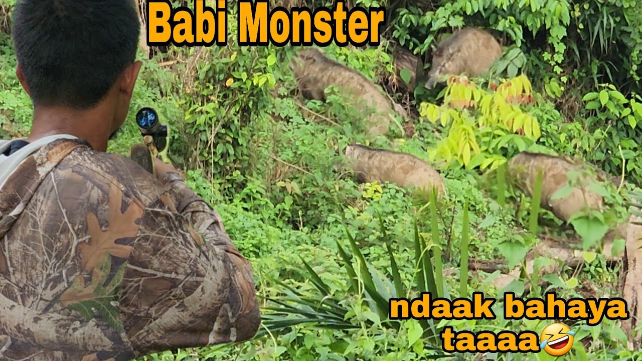 Hama babi ketar-ketir ketika saya bangkit dari pensiun