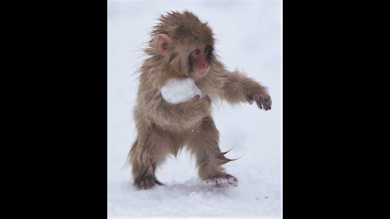 sxprano x d.rich x guccimane x ian x dark glo type beat 