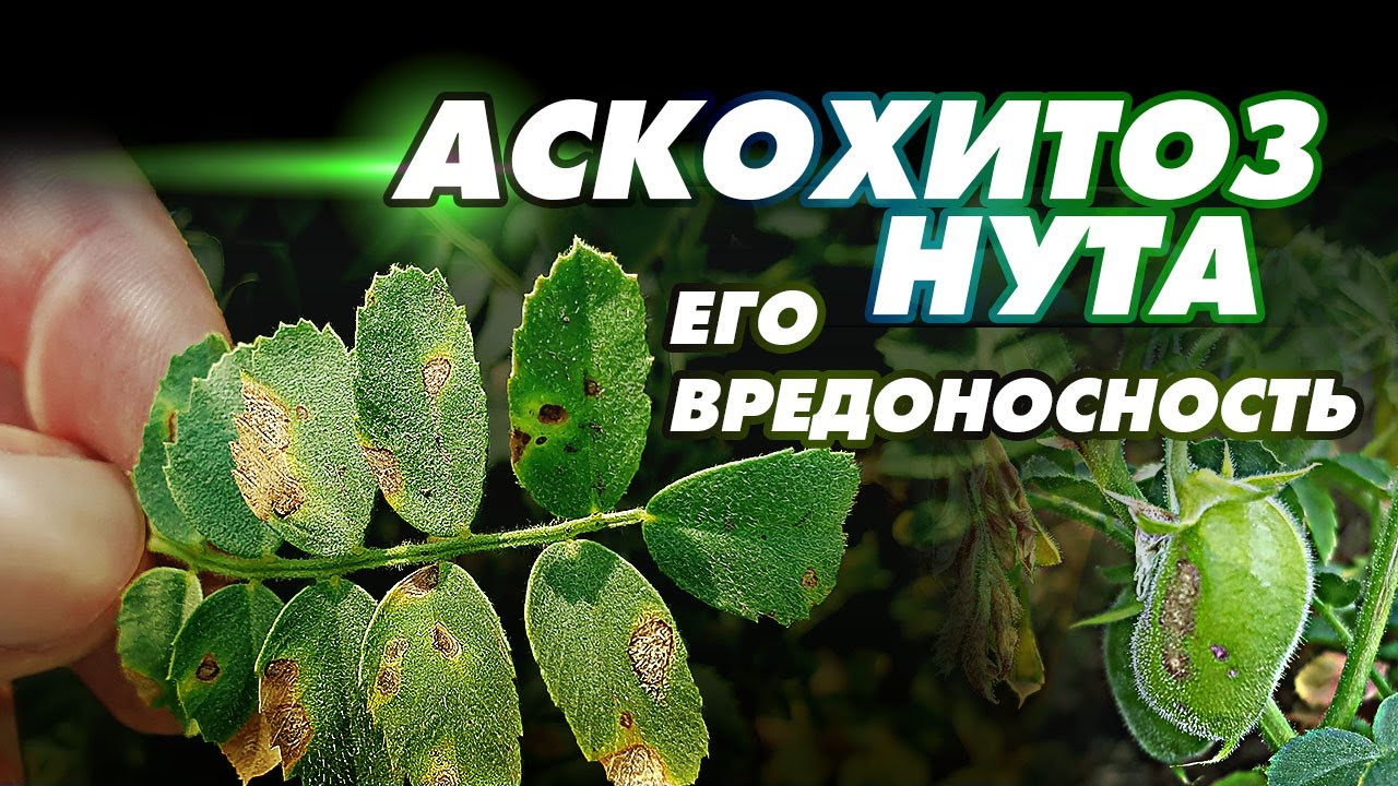 АСКОХИТОЗ  нута - все что нужно знать о данной болезни на нуте.