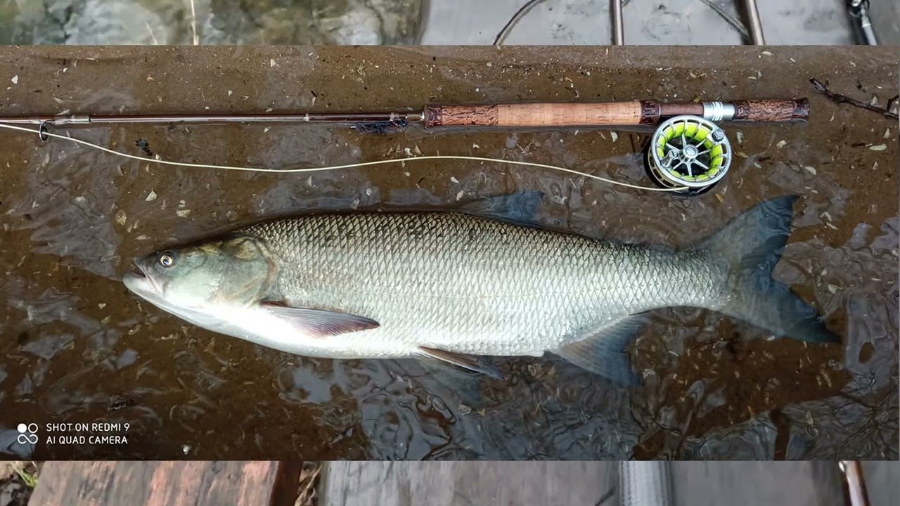 Prezentacja wybranych wędek EGO CUSTOM - Micro Spey