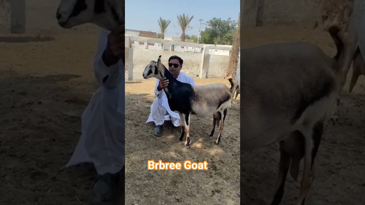 Brbree Goat in Ajwa goat farm layyah #viralvideo #Goat#viralvideoシ #foryoupage