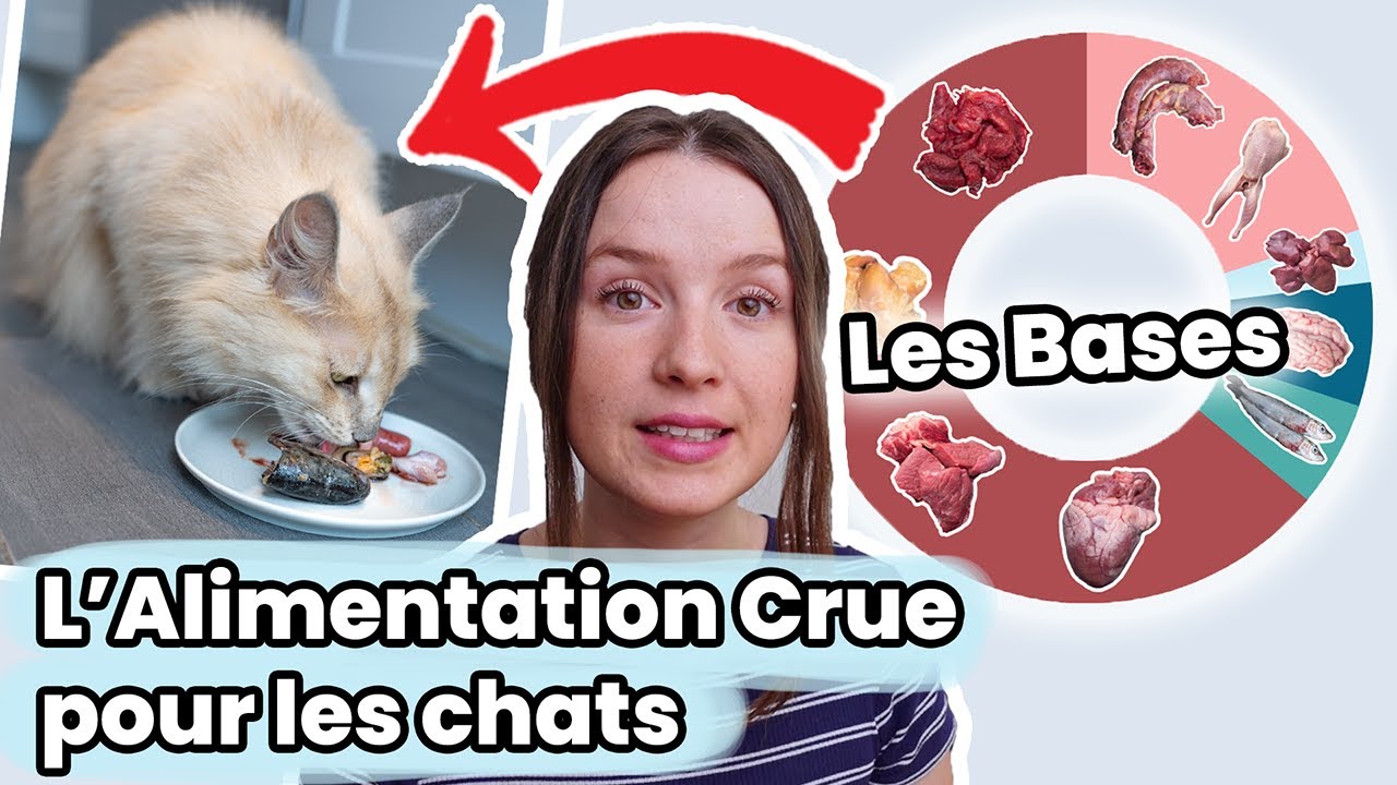 Guide de l'Alimentation Crue pour Chats : Ingrédients, Ratios, Suppléments...
