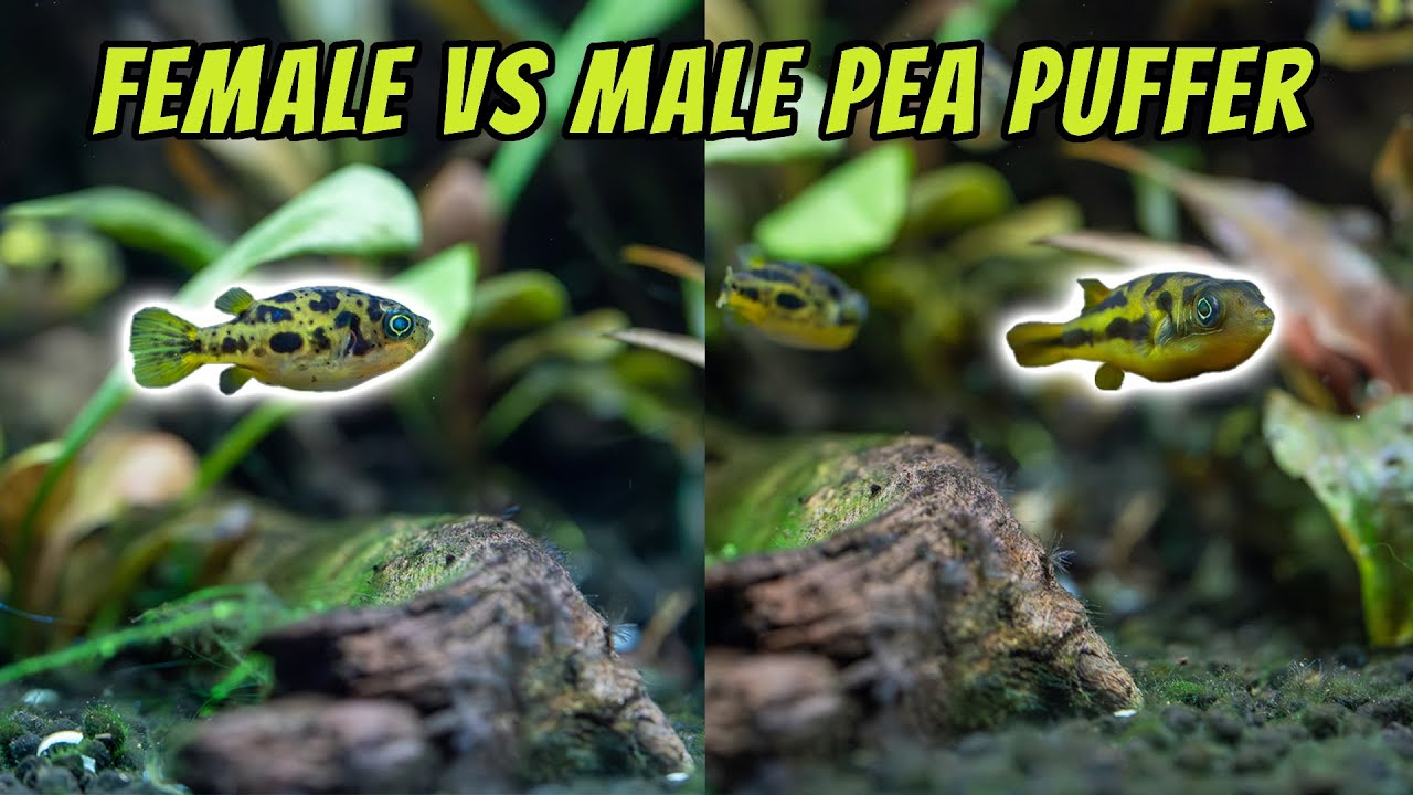 Male vs. Female Pea Puffers: The Ultimate Guide to Spotting the Differences! 🐡✨
