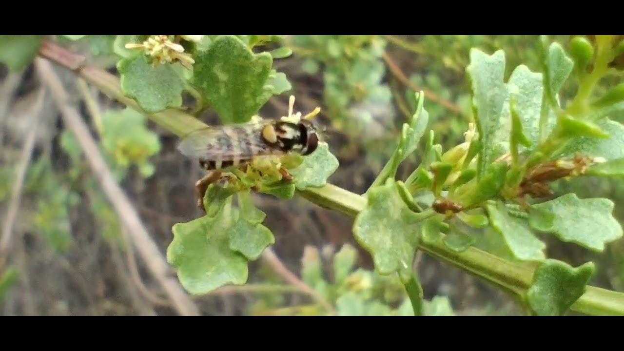 Allograpta sp.