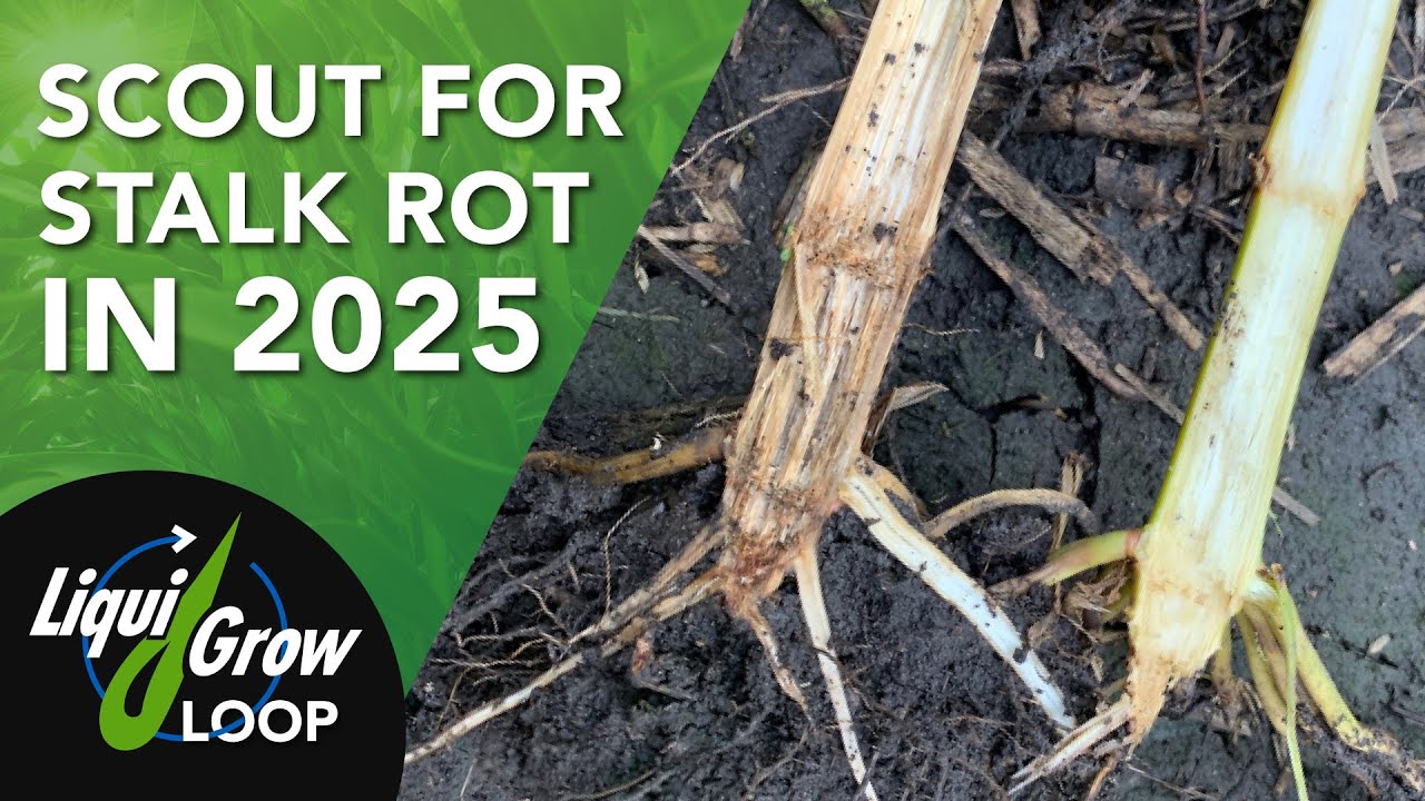 Corn Stalk Rot Risk in 2025