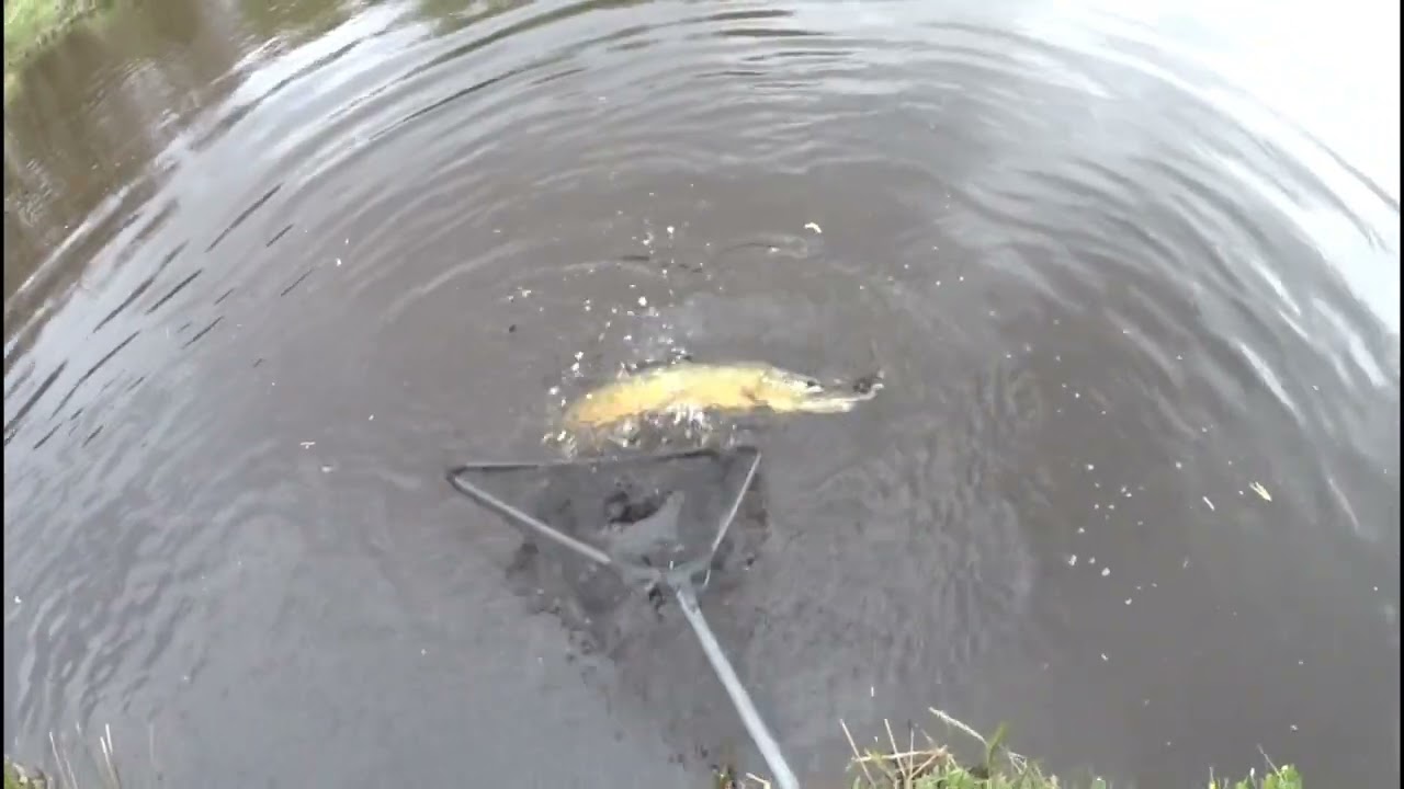 1 meters gädda i Rönne å.