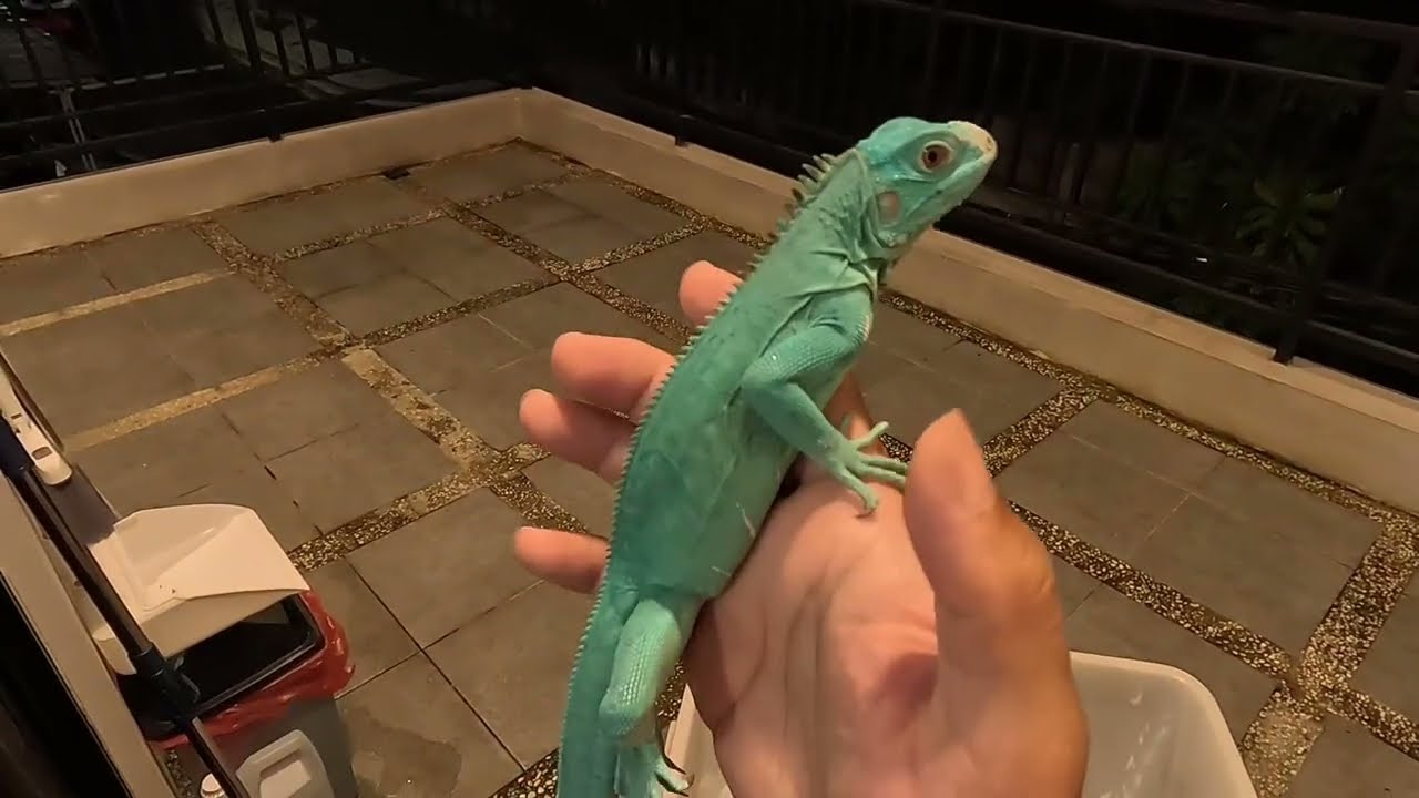 Cara mandiin blue lesser iguana mewah dan ribet ?