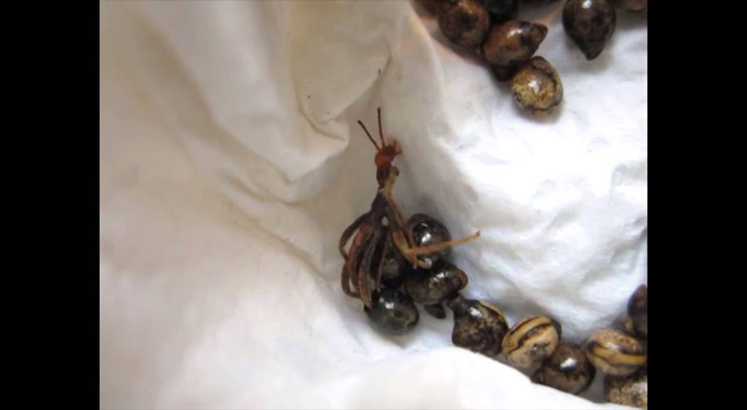 Macleay's Spectre stick insect hatching