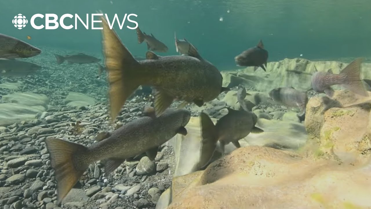 Atlantic salmon population in serious trouble, says fish biologist