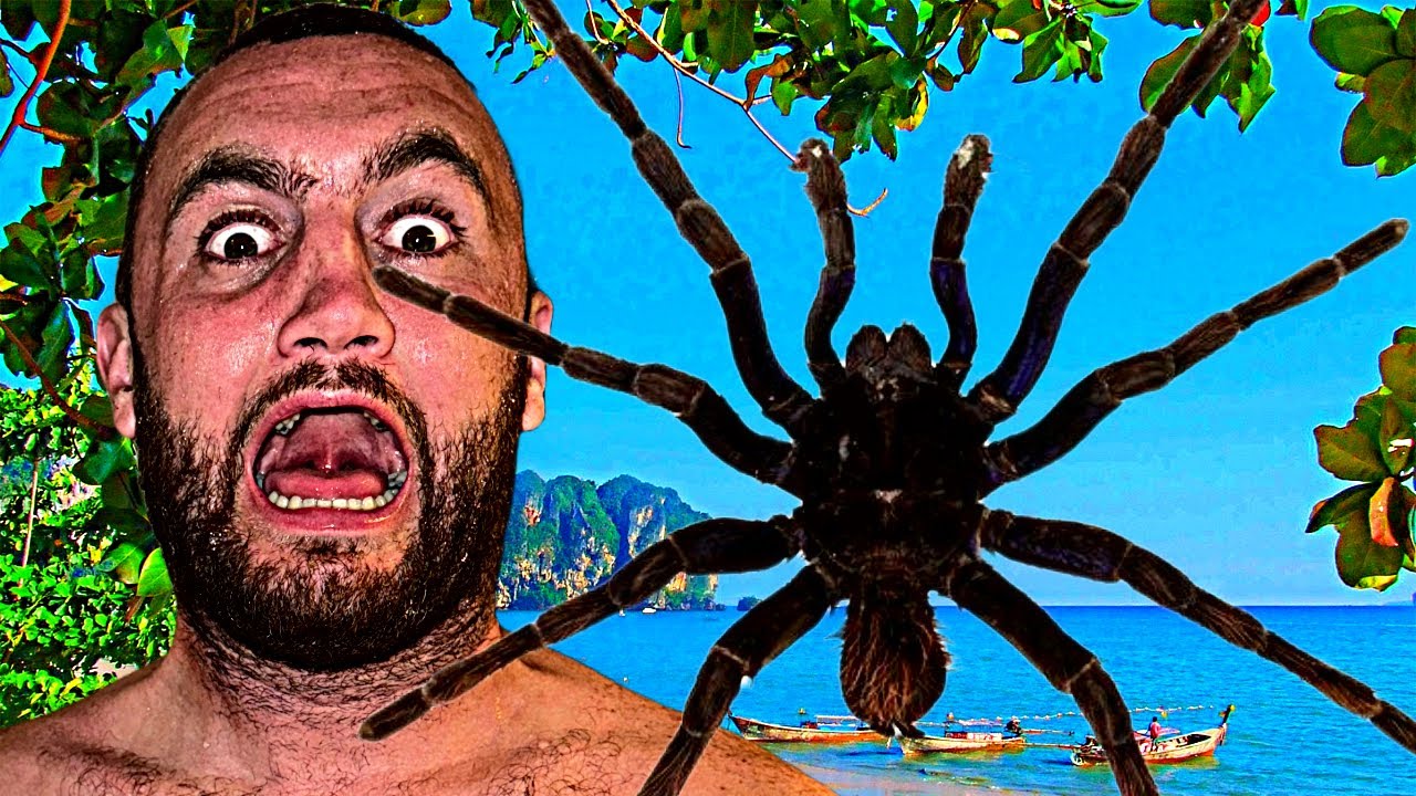 Spider Laid Eggs In My Ear?!