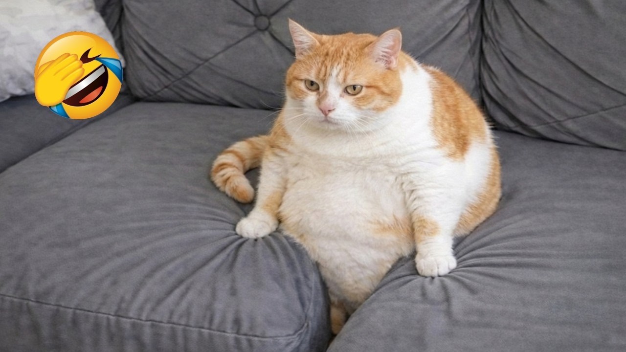 Try Not To Laugh 😅 Funniest Cats and Dogs Videos 2026 😽🐶 Part 24