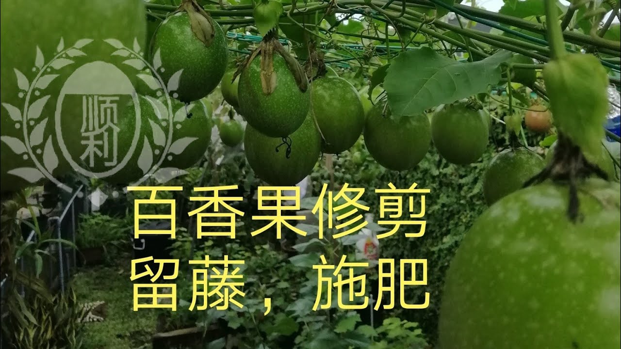 (百香果)种植在垃圾桶🗑️里的百香果，留藤，修剪，施肥，瞎搞的过程 😊😊😊(这个视频有些长气，10分钟，需要时间，耐心看完哦)因为这些盘根错节一大堆的植物，要逐条看清实不容易，多多见谅见谅😊😊😊