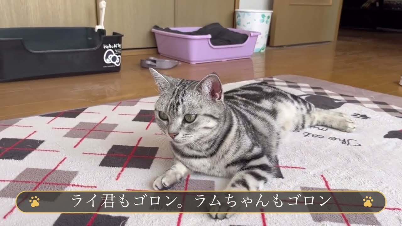春に近づいてる暖かい日の日常