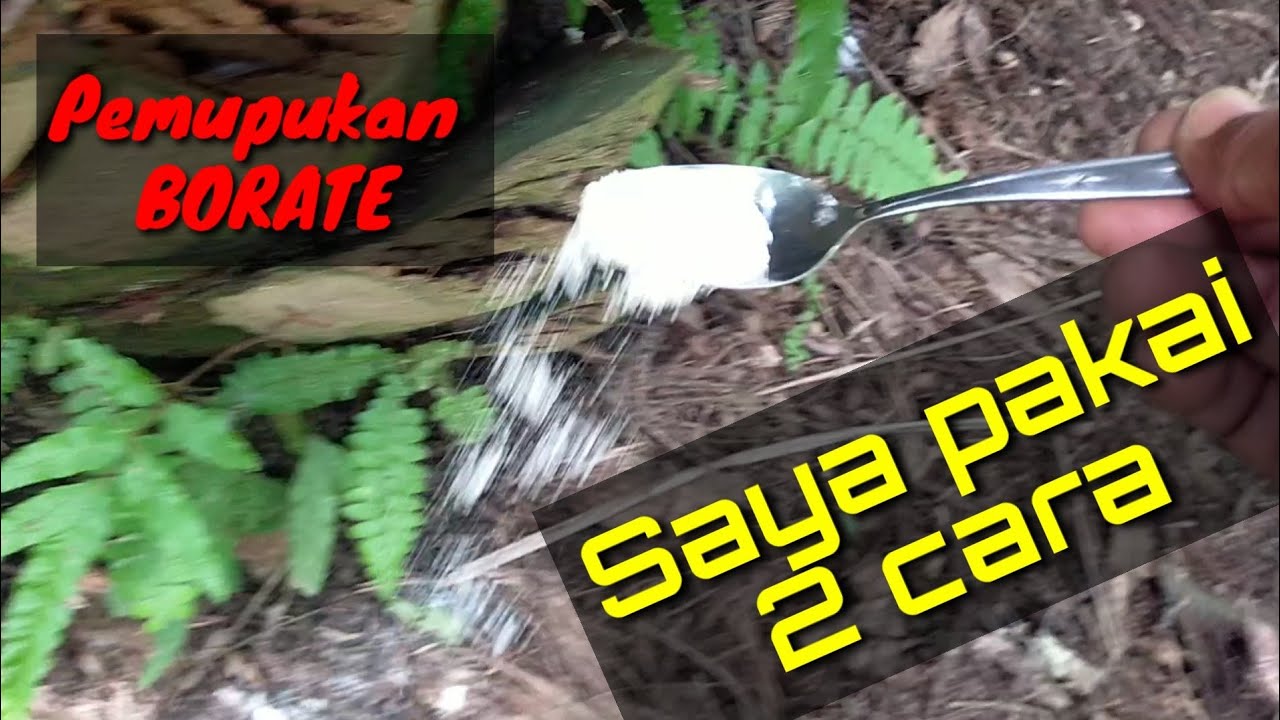 Cara saya memupuk menggunakan borate@kopiinspirasi8193